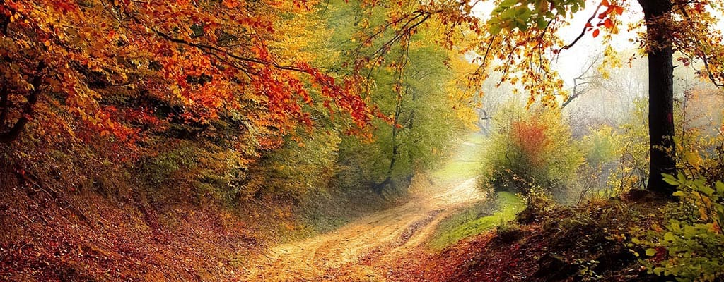 Réglementation détection en forêt